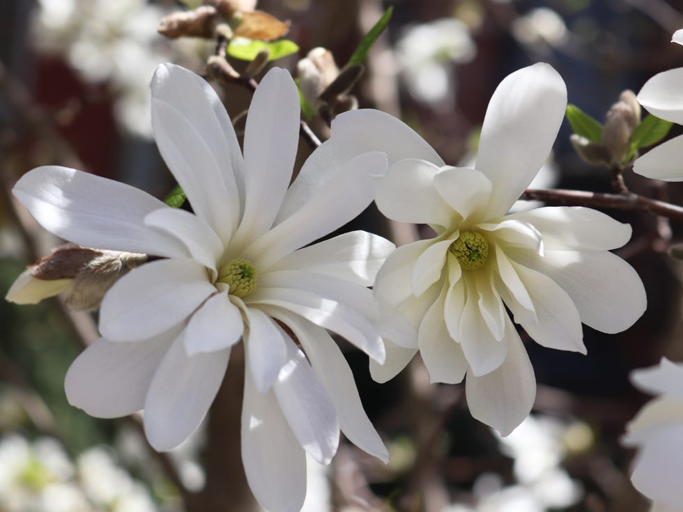 gorgeous blooms of star magnolia in creamy white seem to be dancing in spring light.
