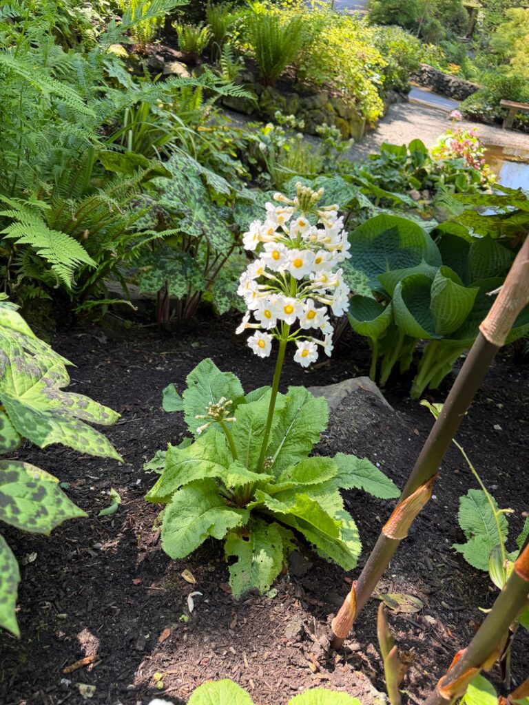 I have this marshy, shady little part of my yard where the primroses thrive. These two varietals are my favorite! Primula Japonica ‘Postford White’ and Primula 'Green Lace'