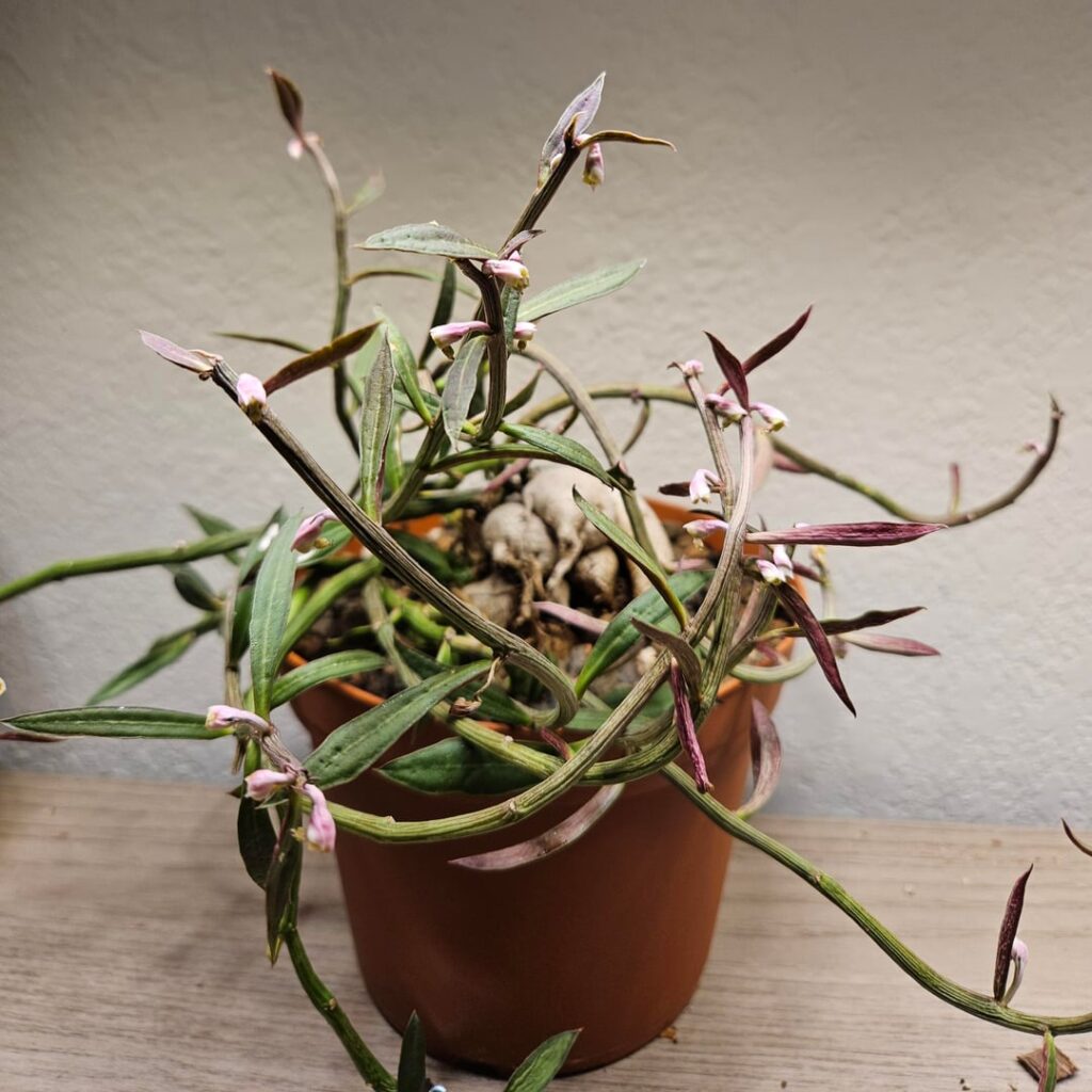 Euphorbia neorubella (syn. Monadenium rubellum)