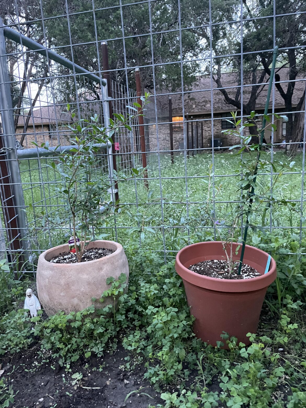 Re-potting Pomegranate Trees?