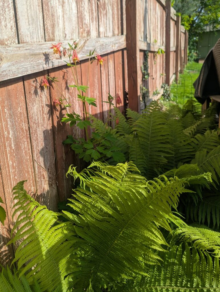 Was the Columbine/Fern Combo a mistake? Was the Columbine/Fern Combo a mistake?