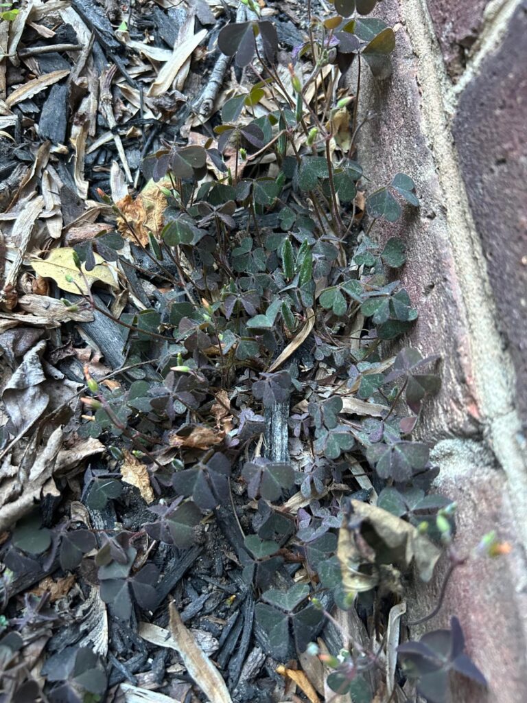 Wood sorrel- normal to be this dark?