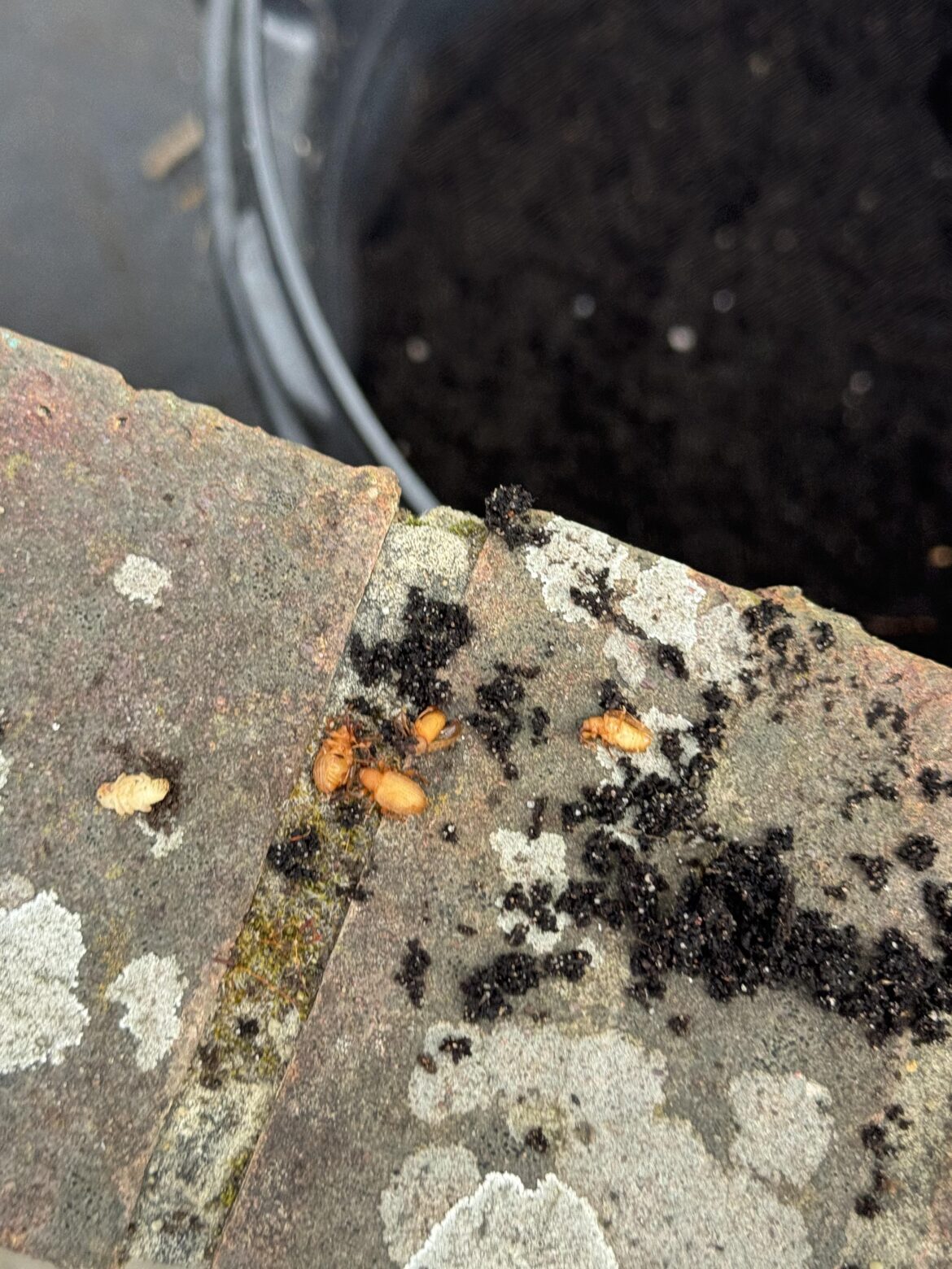 Hope you all are having a better time than I am this spring! Vine weevil galore over here
