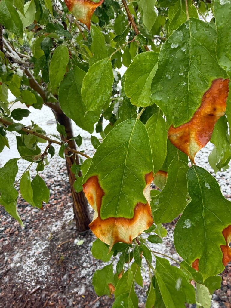 What’s wrong with my crabapple tree? And can I save it?