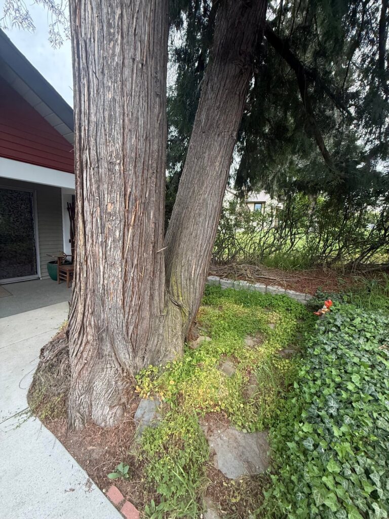 Will this tree need to come down? Will this tree need to come down?