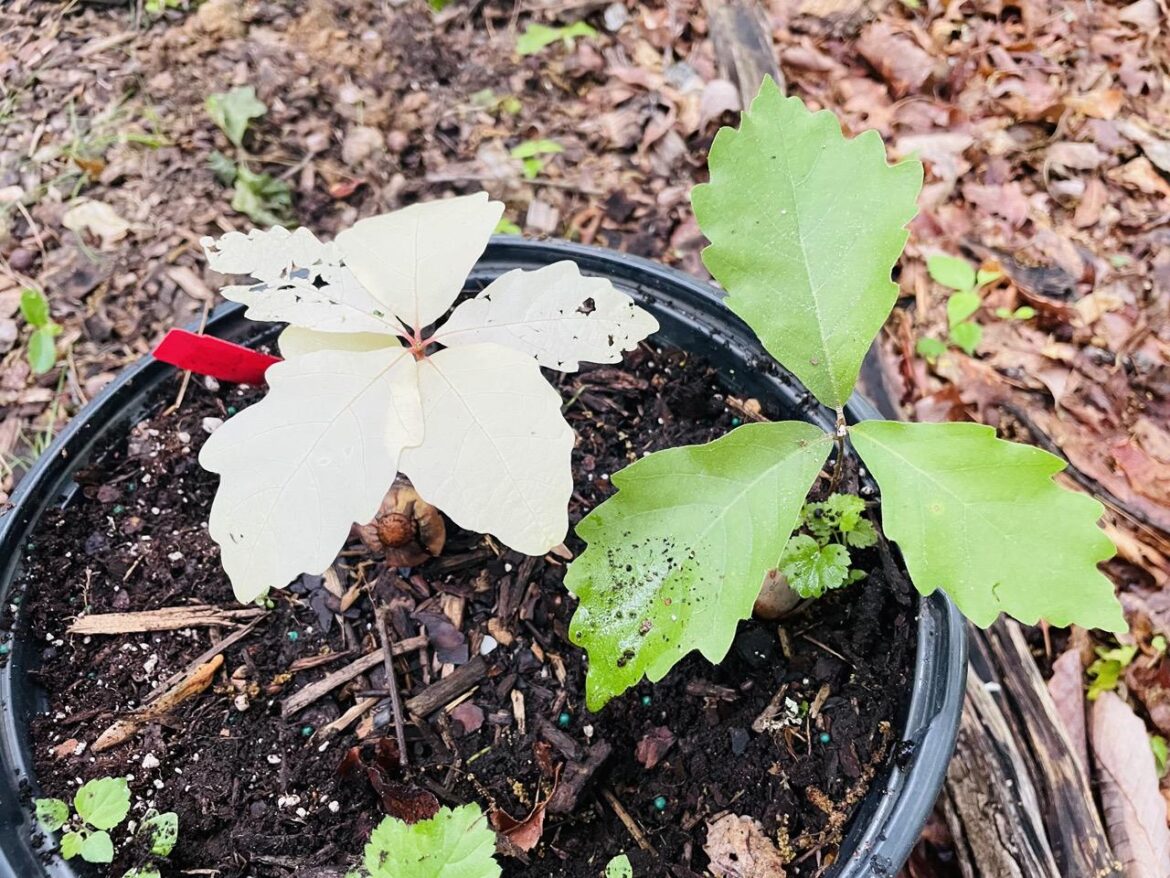 Achlorophyllis Quercus Alba – white white oak Achlorophyllis Quercus Alba - white white oak