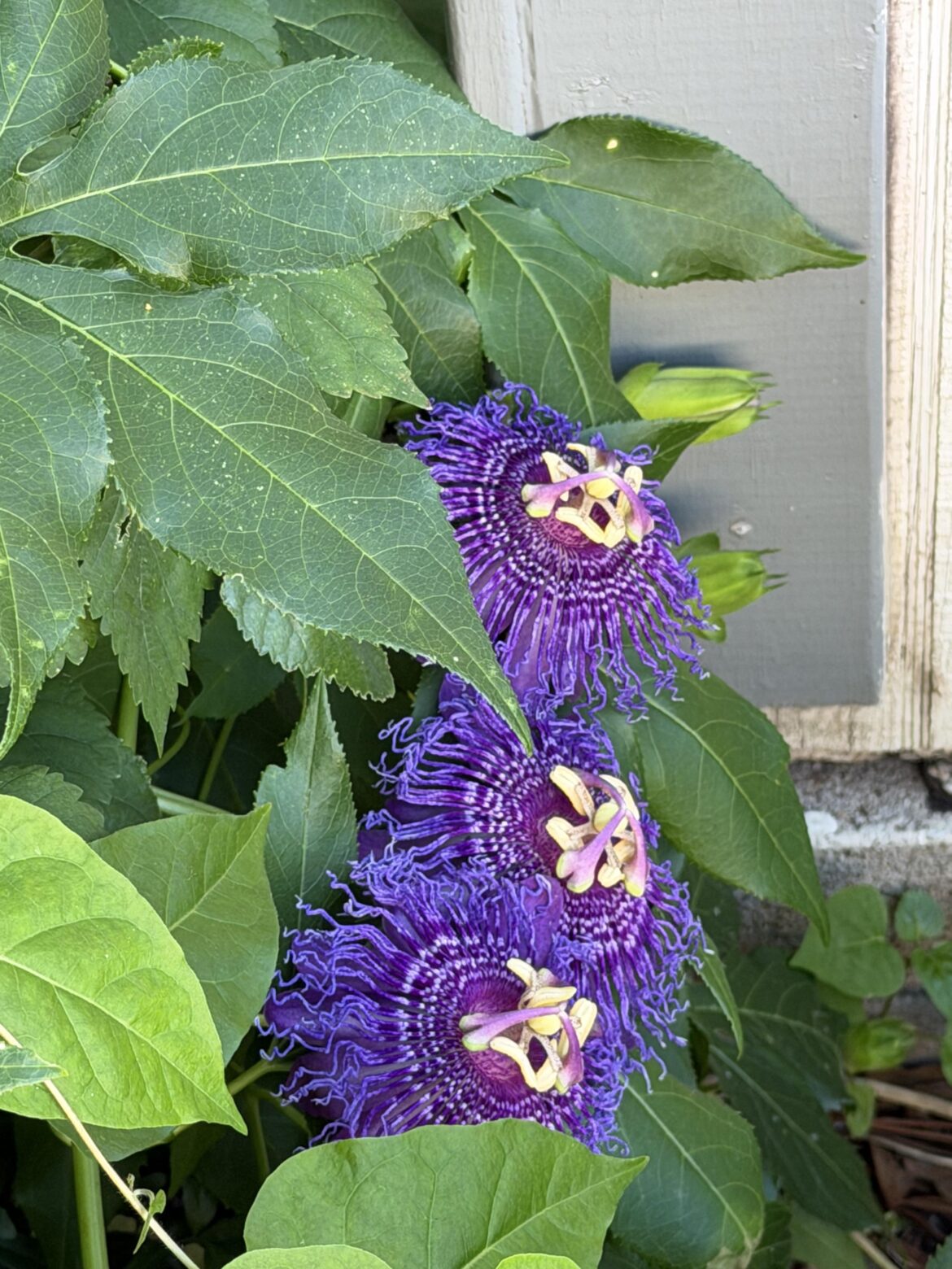 Look a Maypop