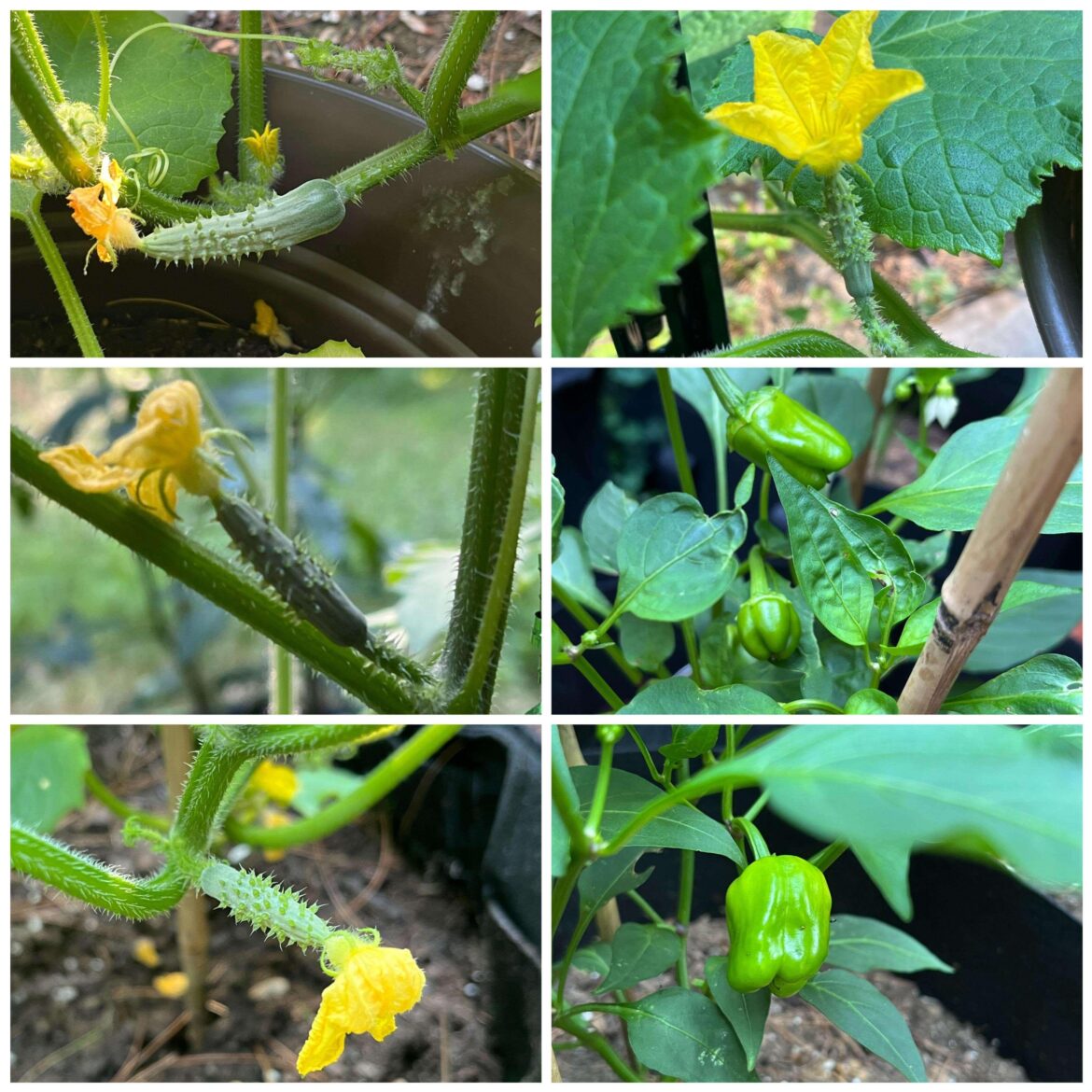 WeeeI’ so excited to see my plants flourish 🥒🌶️