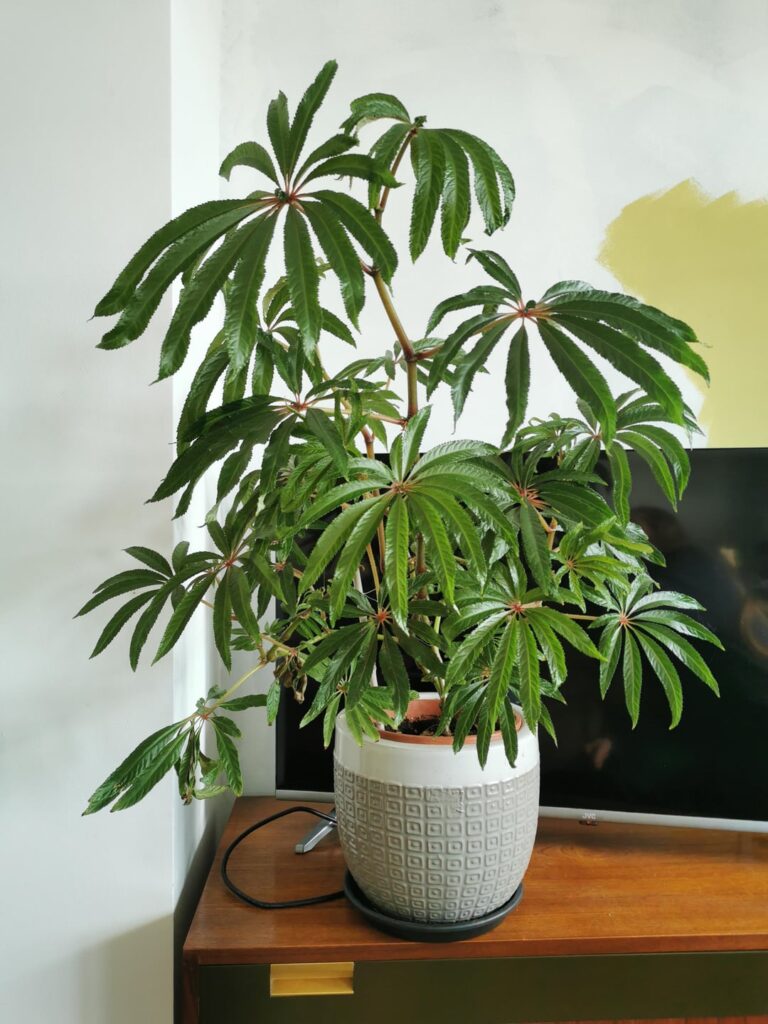 My begonia luxurians is thriving