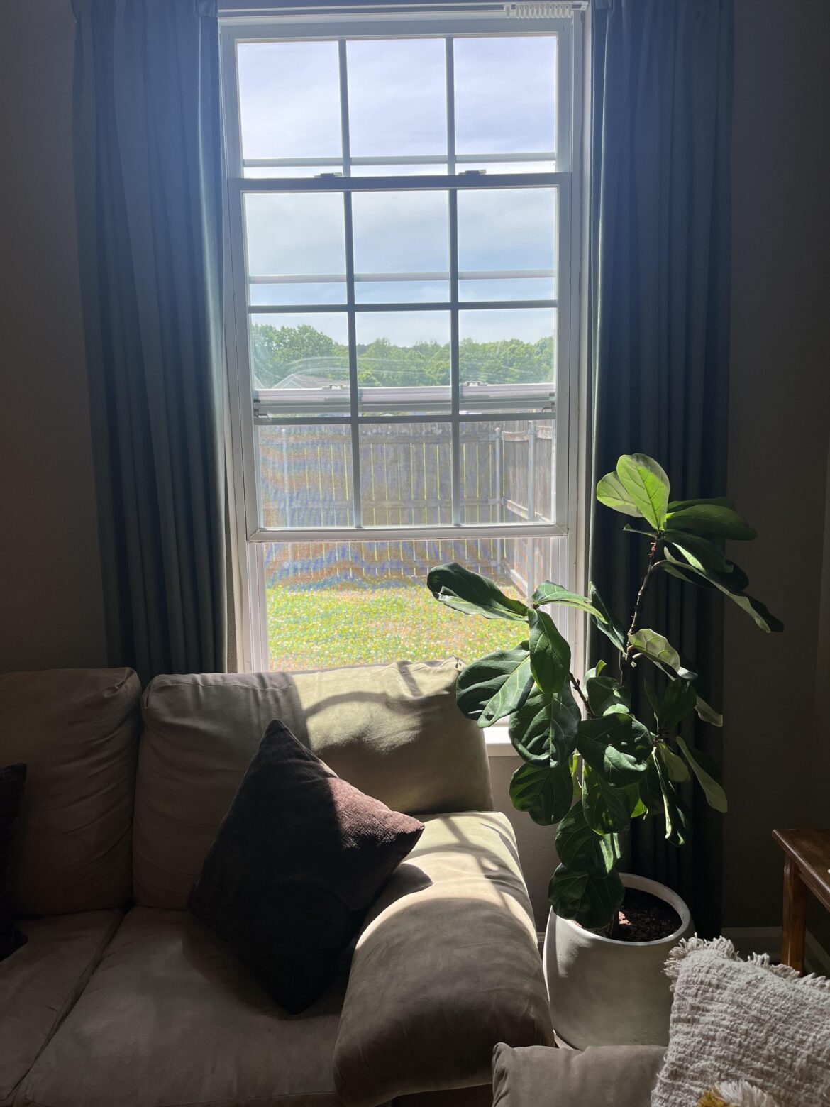 First time FLF owner- enough light?