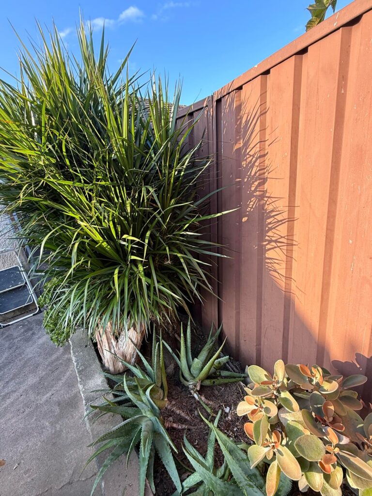 Draco dragon plant pushing on my fence.