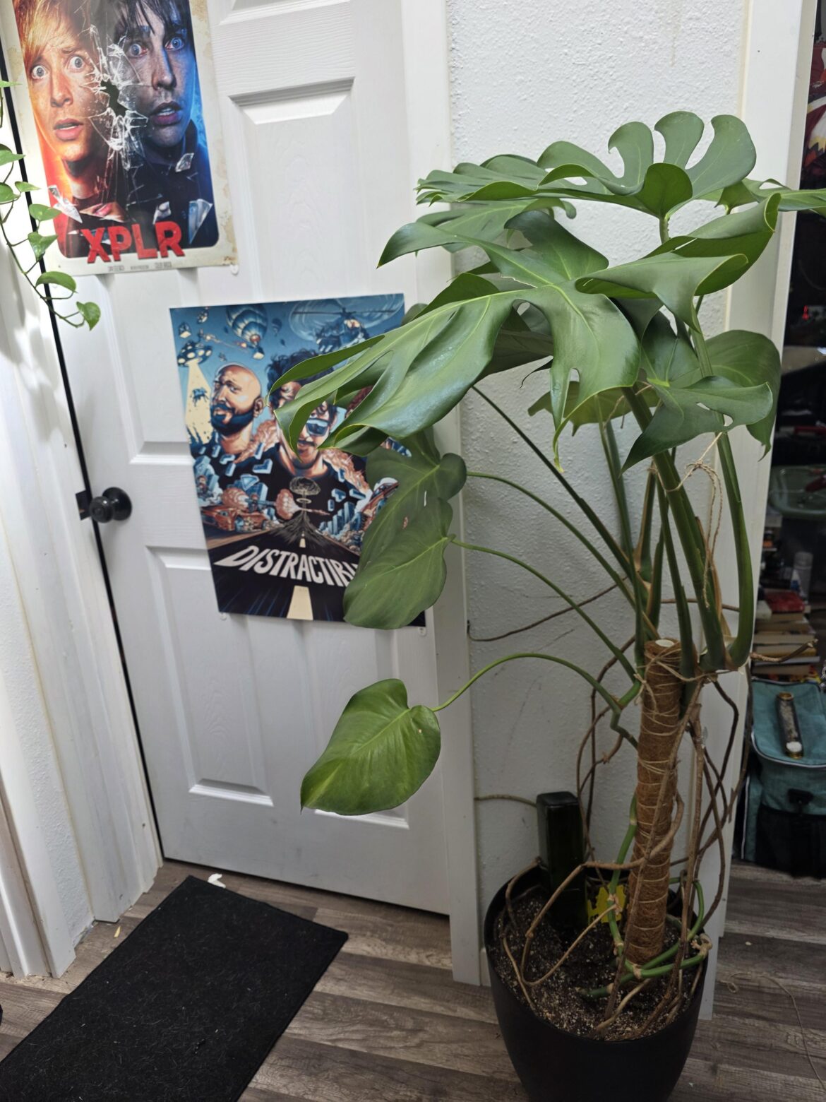 Monstera Tips