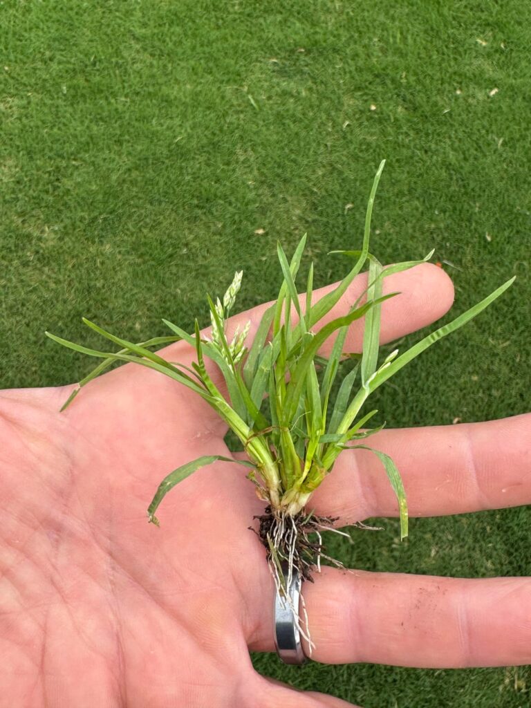 Nutsedge or something else? (Tiftuff 10A)