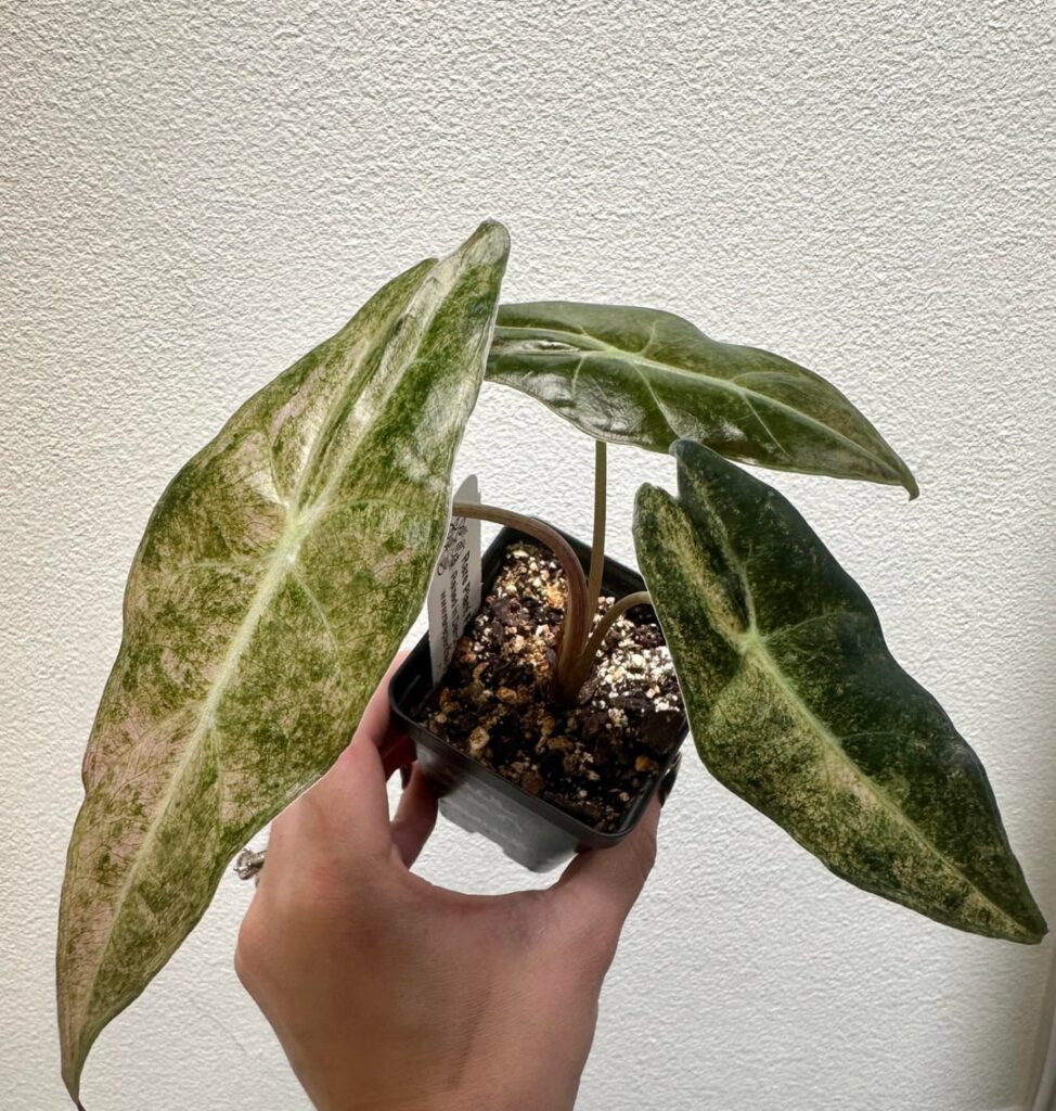SHIPPING UPDATE