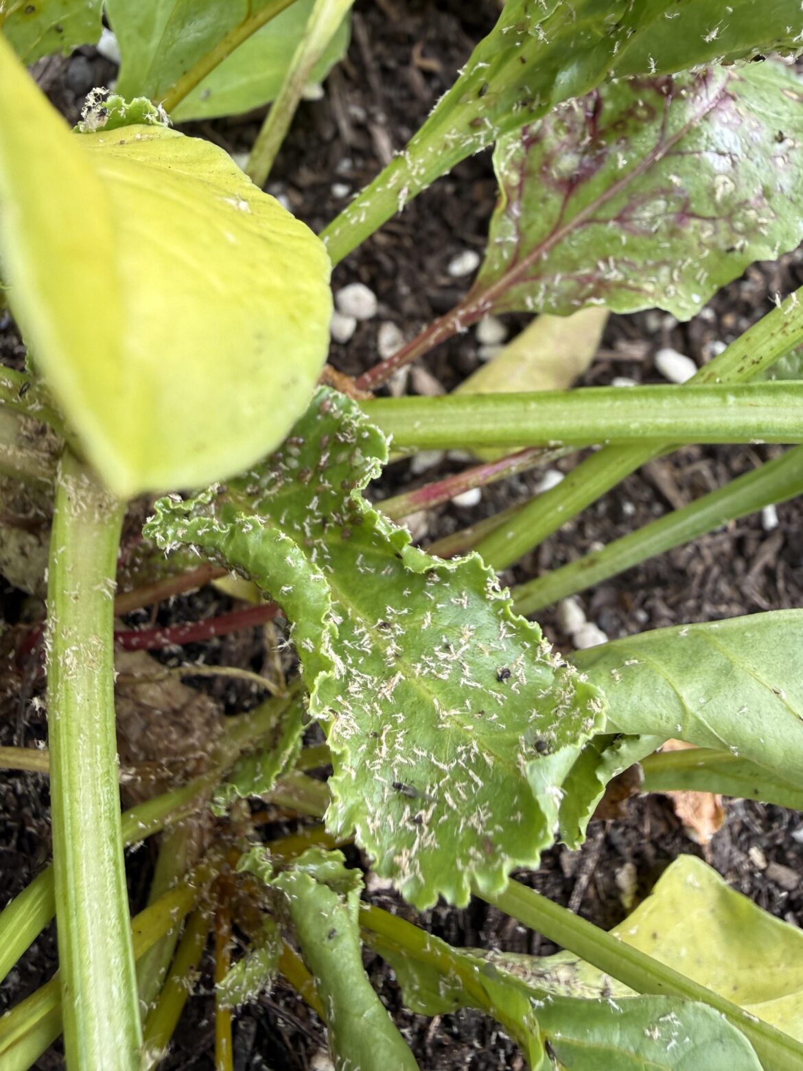 Any idea what’s taking over my vegepod?