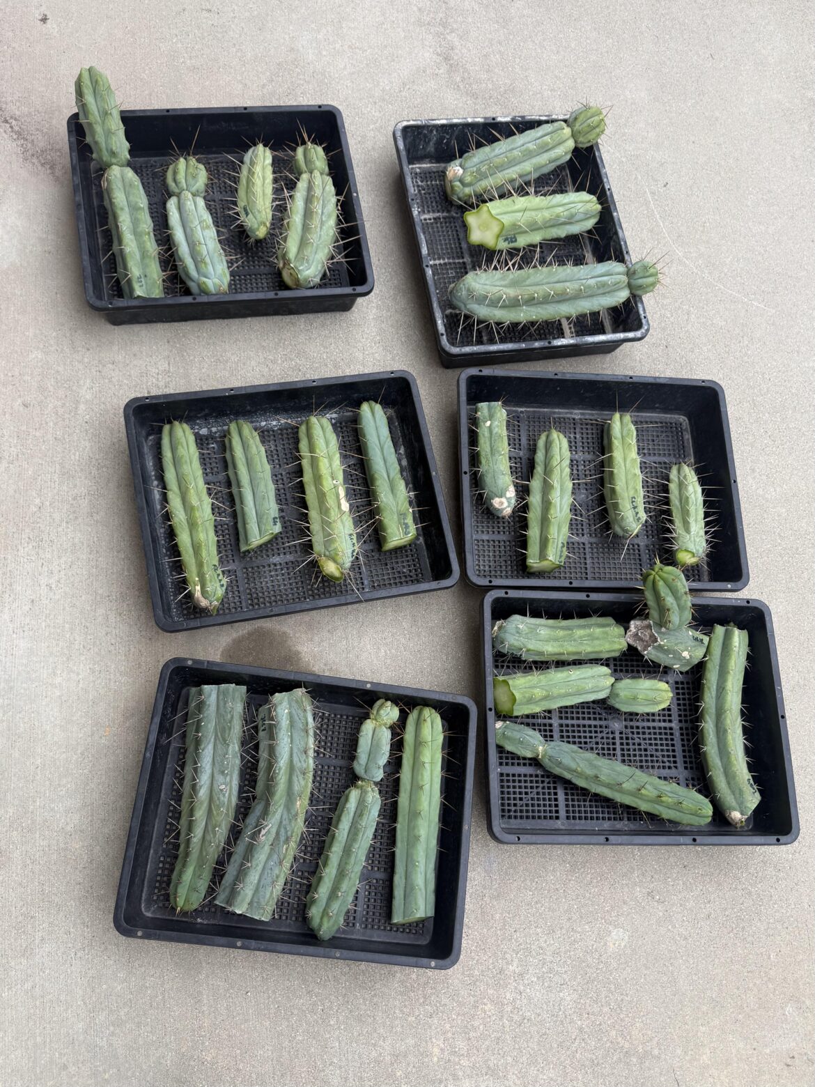 nice big bridgesii harvest this morning, some fatties in there 🙌💚