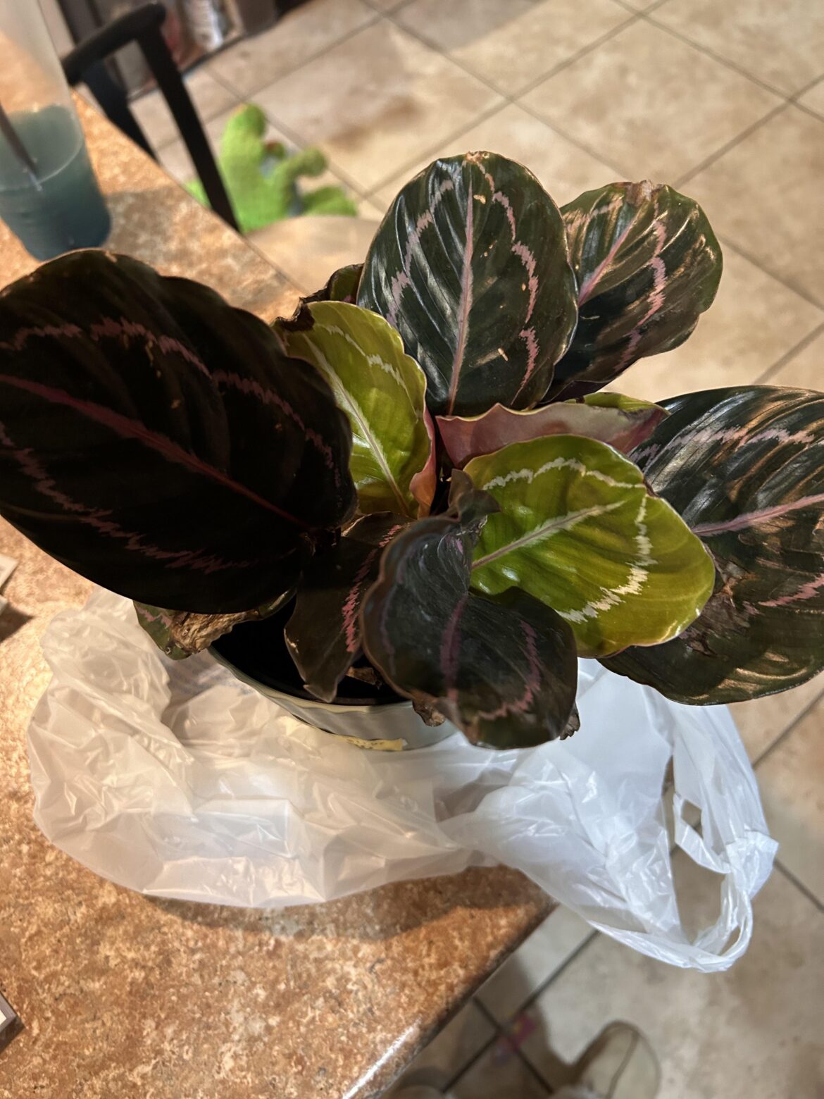 My first Calathea Dottie! Any tips??