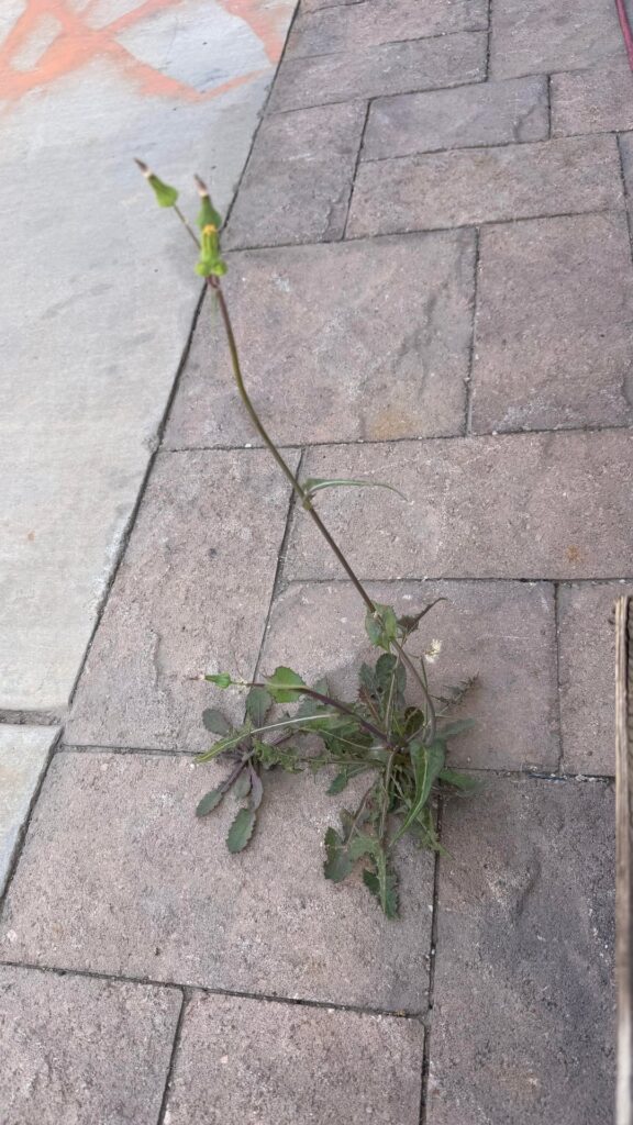 Growing from a crack in my concrete.