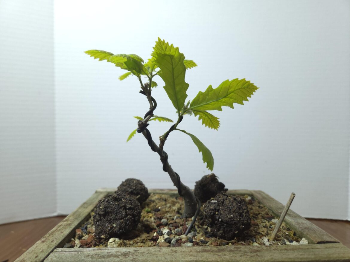 A very very small oak (Quercus bicolor) A very very small oak (Quercus bicolor)