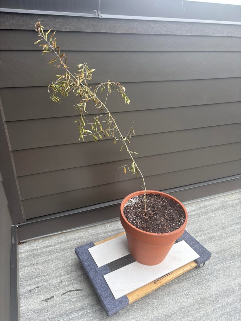 Aberquina olive tree