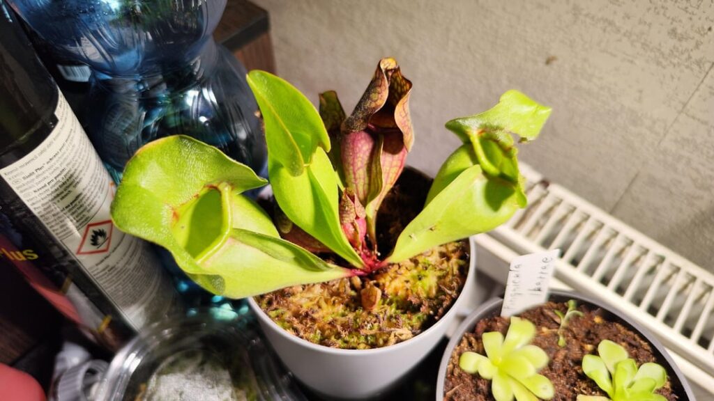 Sarracenia Purpurea