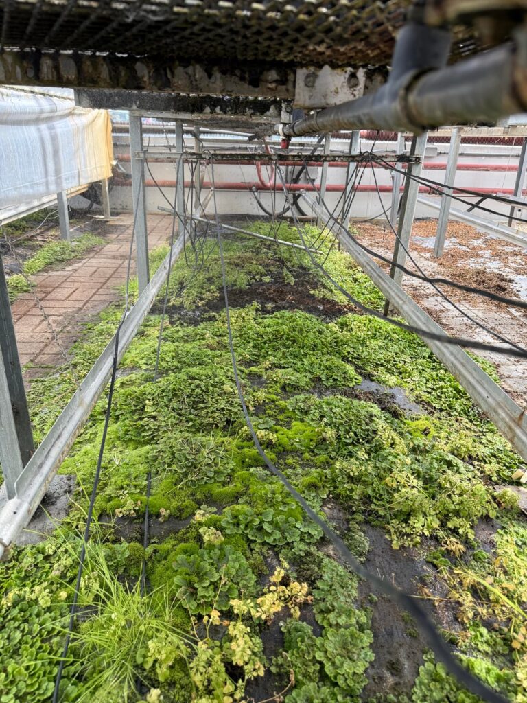 University mist room is apparently heaven for liverworts