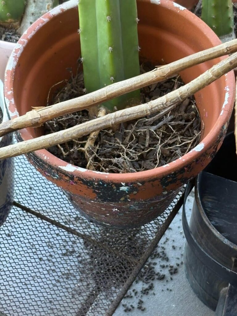 Question about this strange soil and curl grubs. Question about this strange soil and curl grubs.