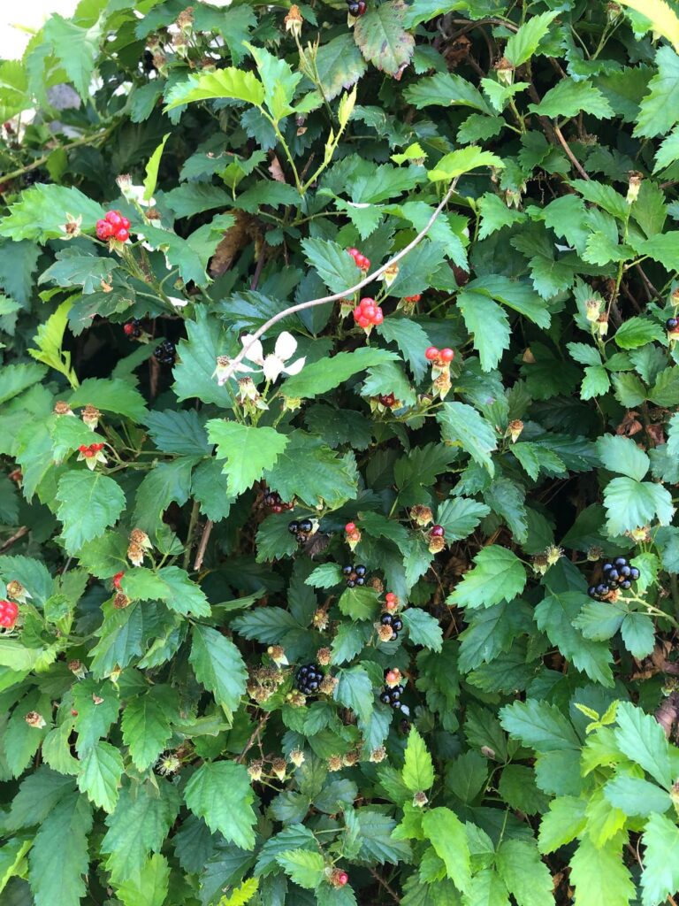 trailing blackberry or dewberry?