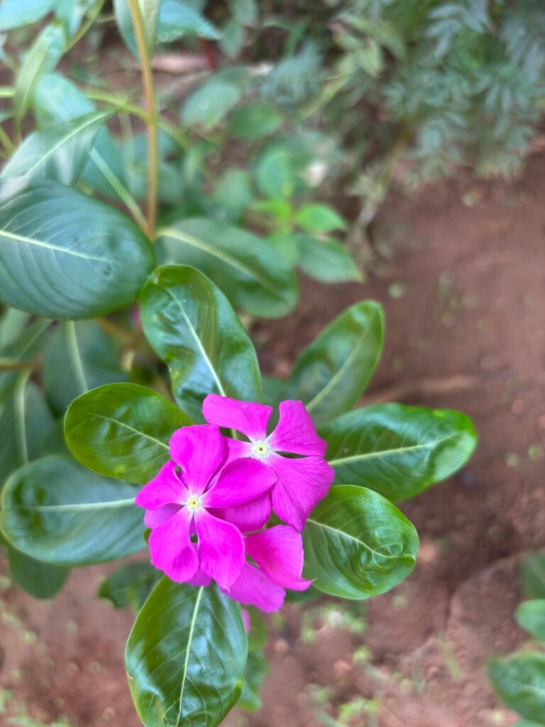 From our garden