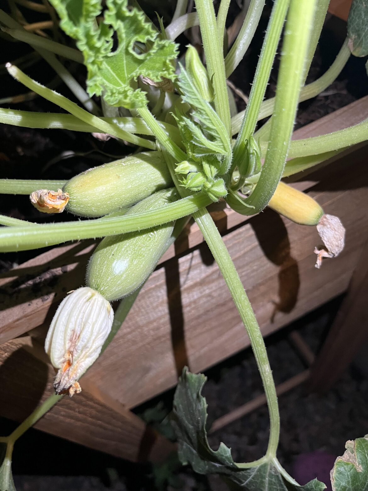 Calabacita squash yellowing