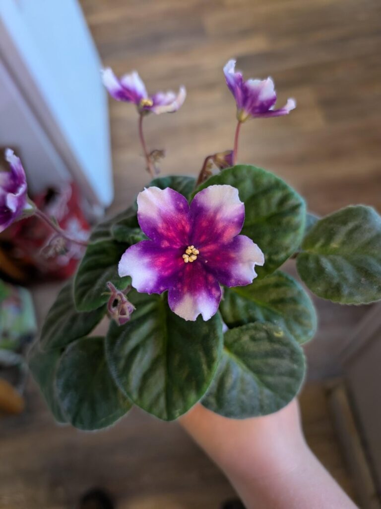 First blooms from Dew's Comet Tail!