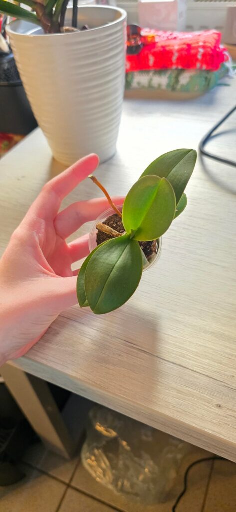 Orchid ready for transfer? Orchid ready for transfer?
