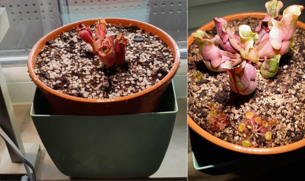 Windowsill purp, 3 month after dividing