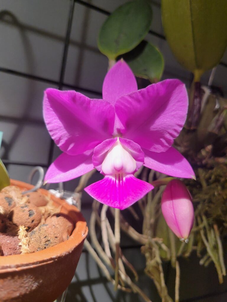 Cattleya walkeriana 'Veronica' x 'Joel de Silviera' flower form update!