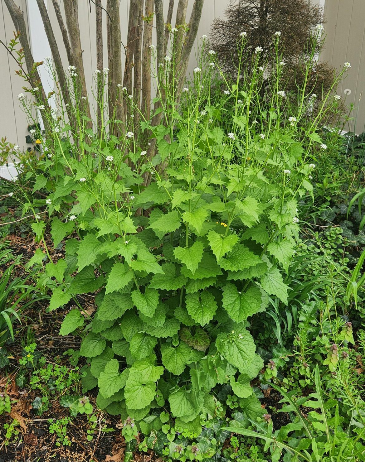 Flower Bush? A weed?