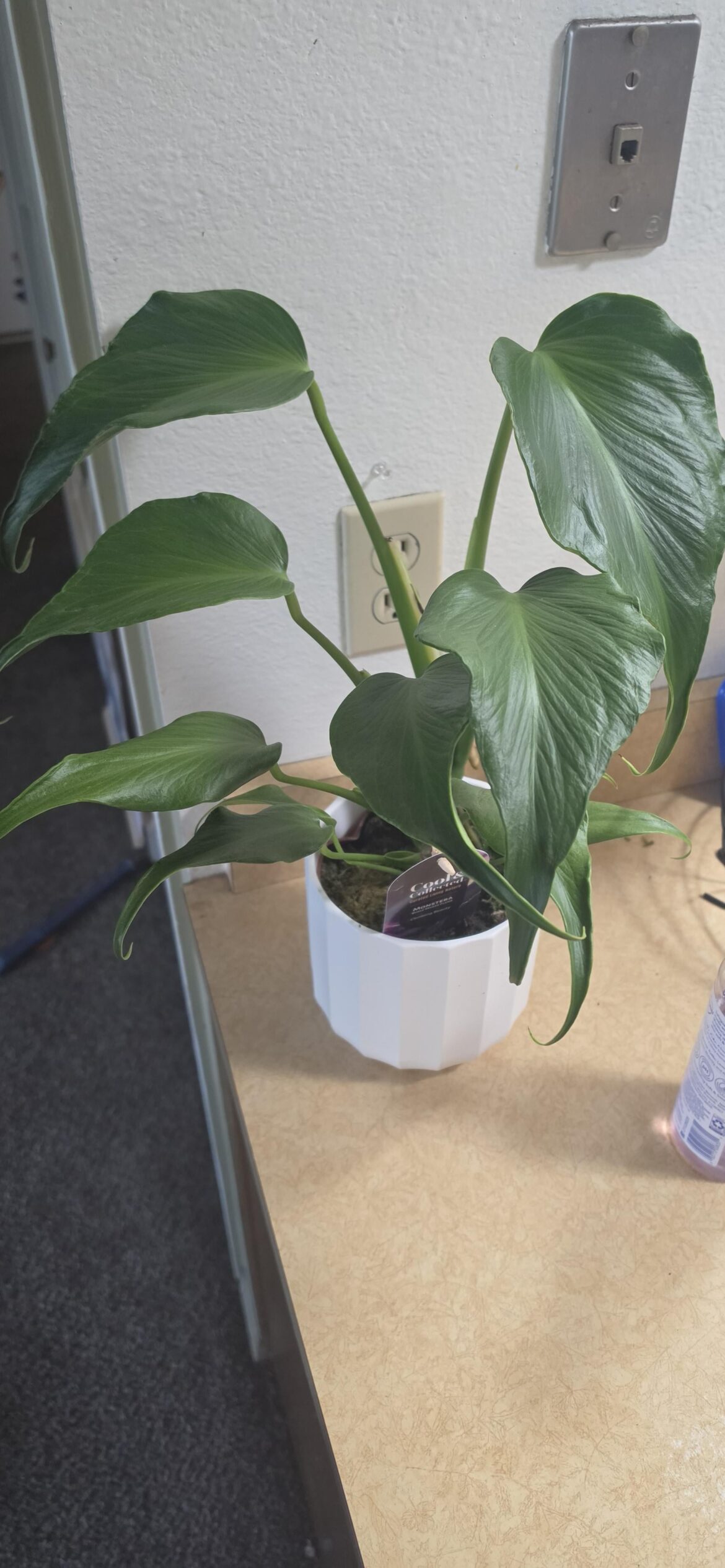 Should I repot Should I repot
