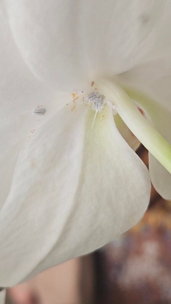 what are these on my orchid? what are these on my orchid?