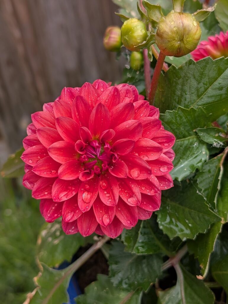 Dahlia in the rain 🌸🙌