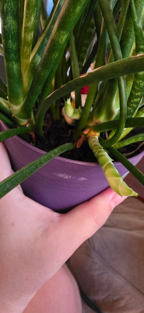 Snake Plant - What is it doing?