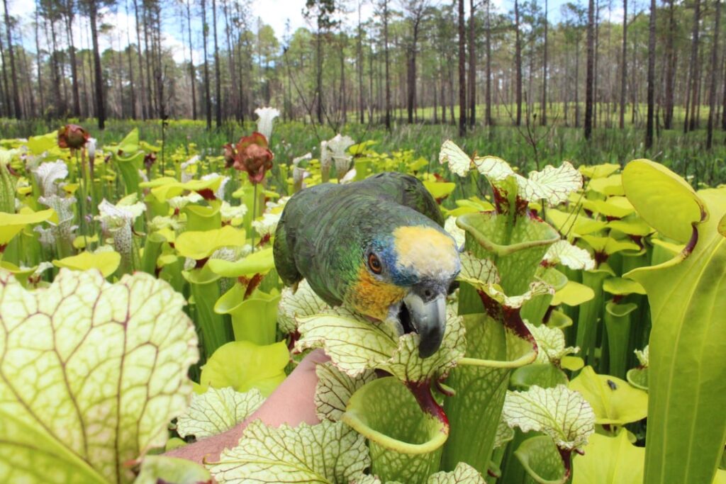 Oh to be tiny and green and carried through the bog to some of the most miraculous sites with no effort on my end. I envy his life. Sadly, I was born a human who has to work a 9-5 and pay taxes.