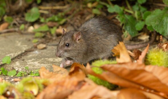 Close up of a wild brown rat in Autumn, foraging for bird seed in a garden with golden leaves and chestnuts. Facing left. Scient