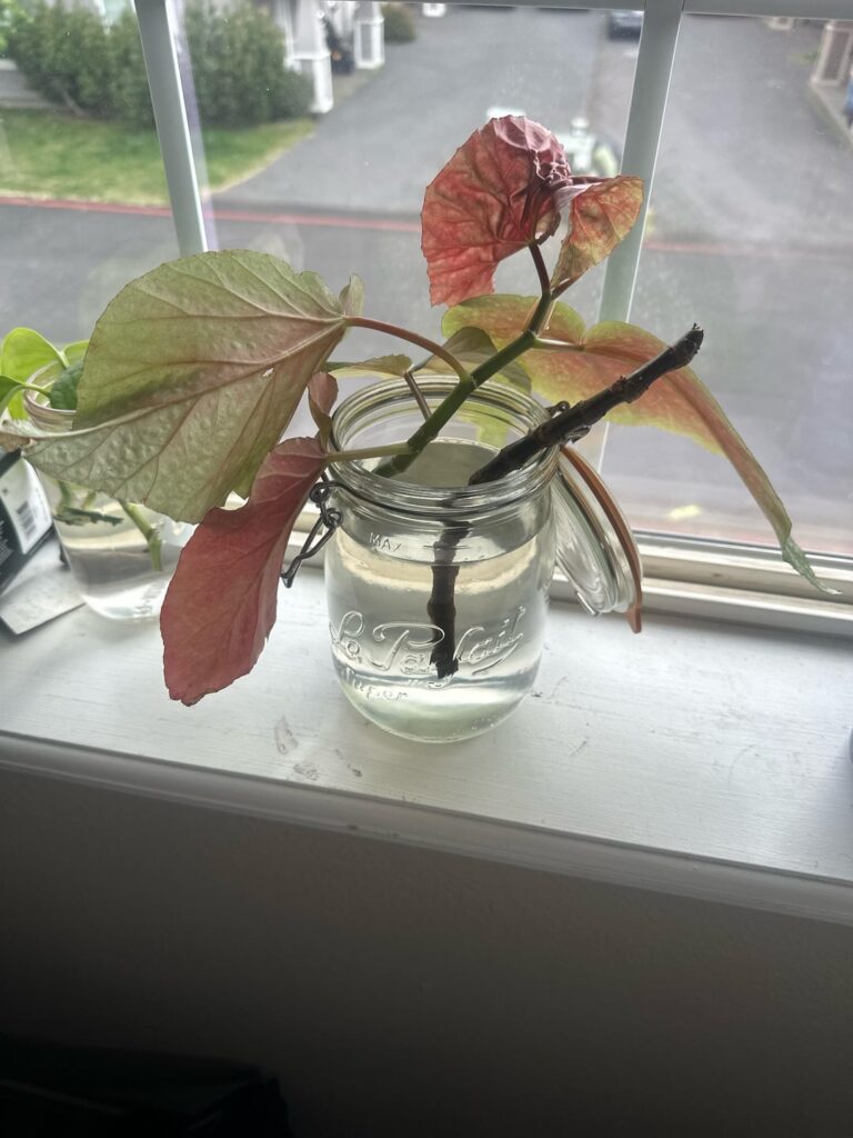 Begonia Chop and prop