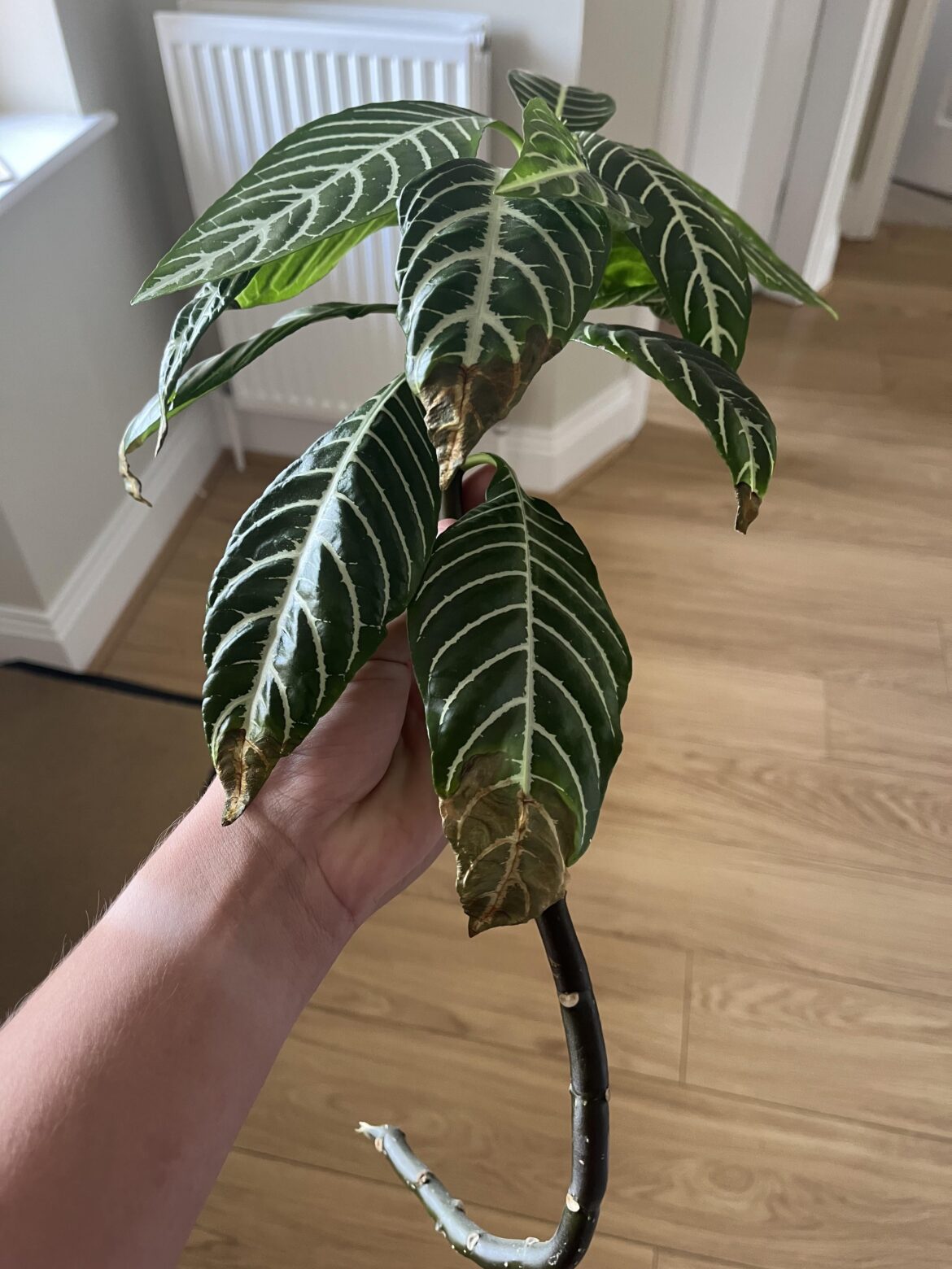 Is this viable for propagation? Is this viable for propagation?