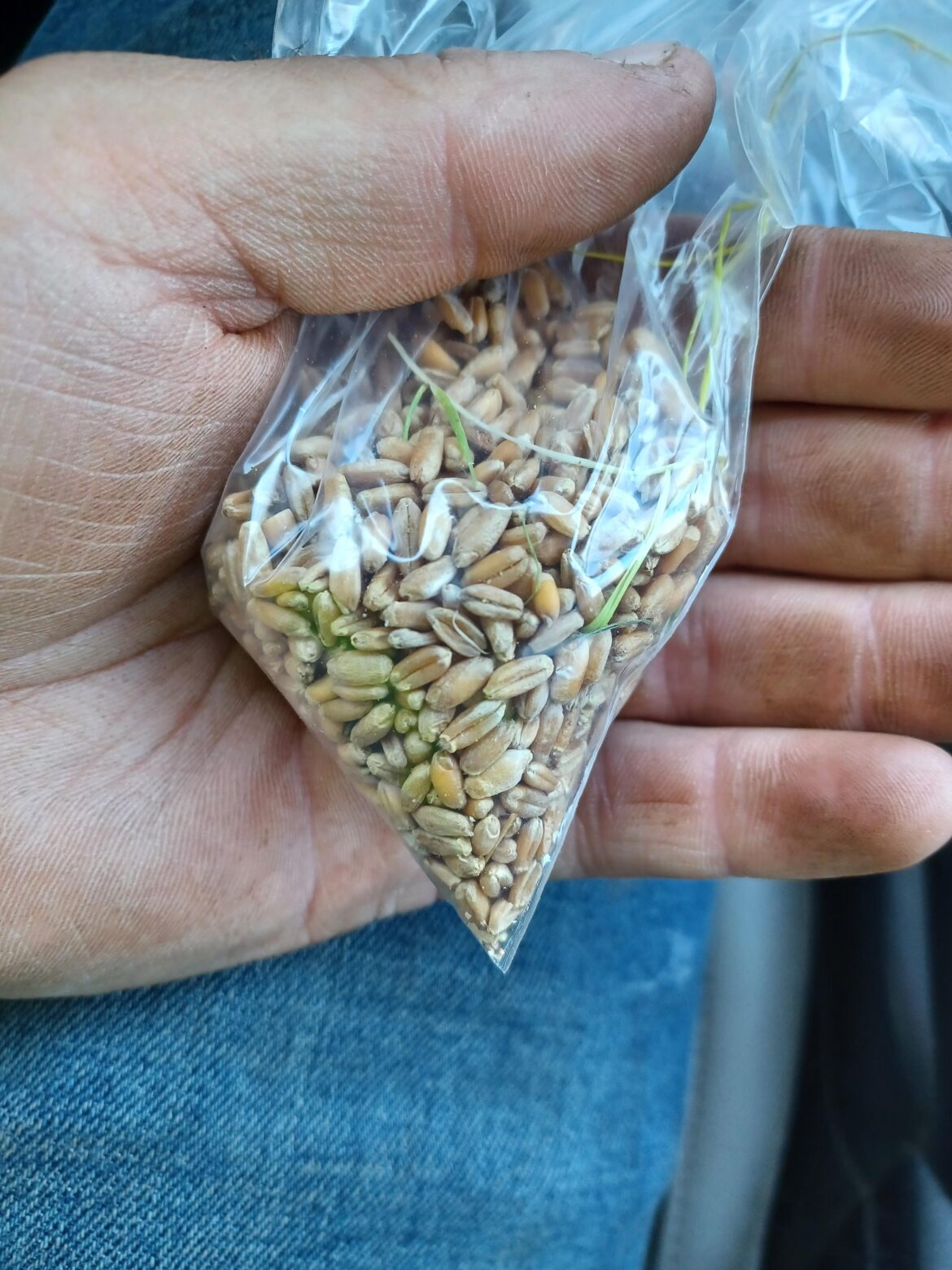 Longshot in the dark but does anyone know what these seeds will turn into?