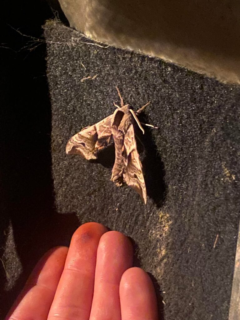 Car alarm went off 5 times last night. Look who was in there! An Eyed Hawk Moth from a chrysalis I saved from my chickens last year… and promptly forgot about