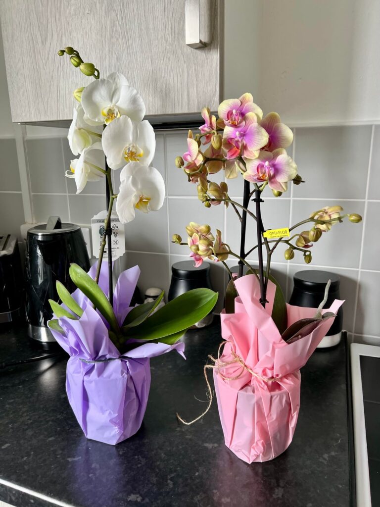 Orchid delivery day 🥰