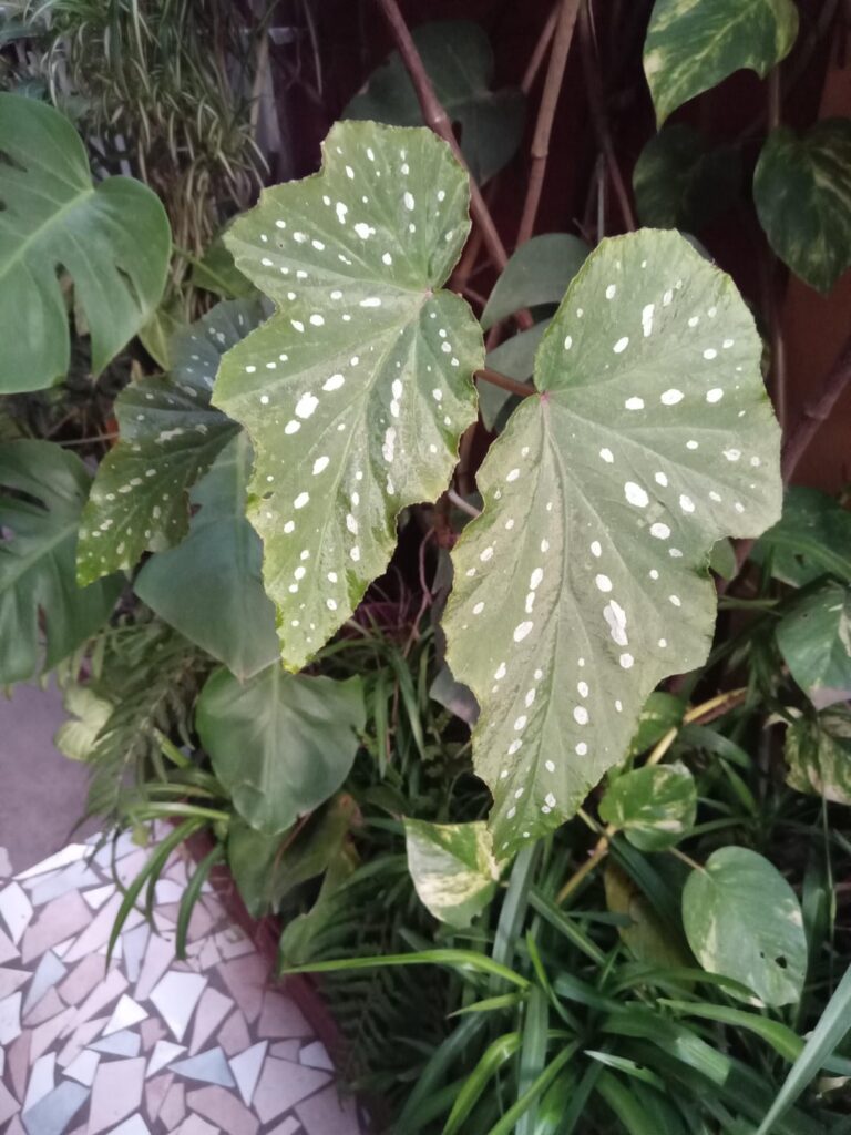 my garden full of stains 🤍