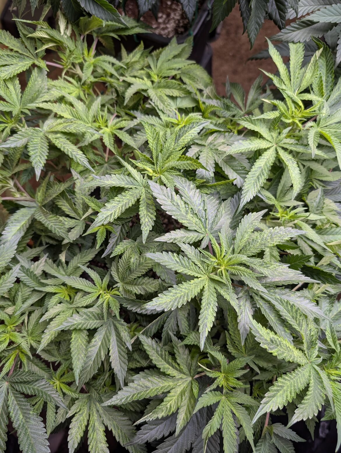 Is this a mutant or a grower fault?