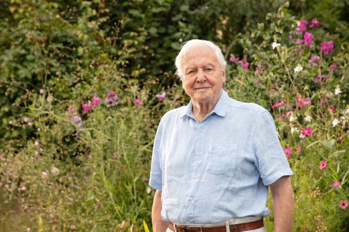 David Attenborough’s 100th birthday celebrated at Chelsea Flower Show with plants for every decade