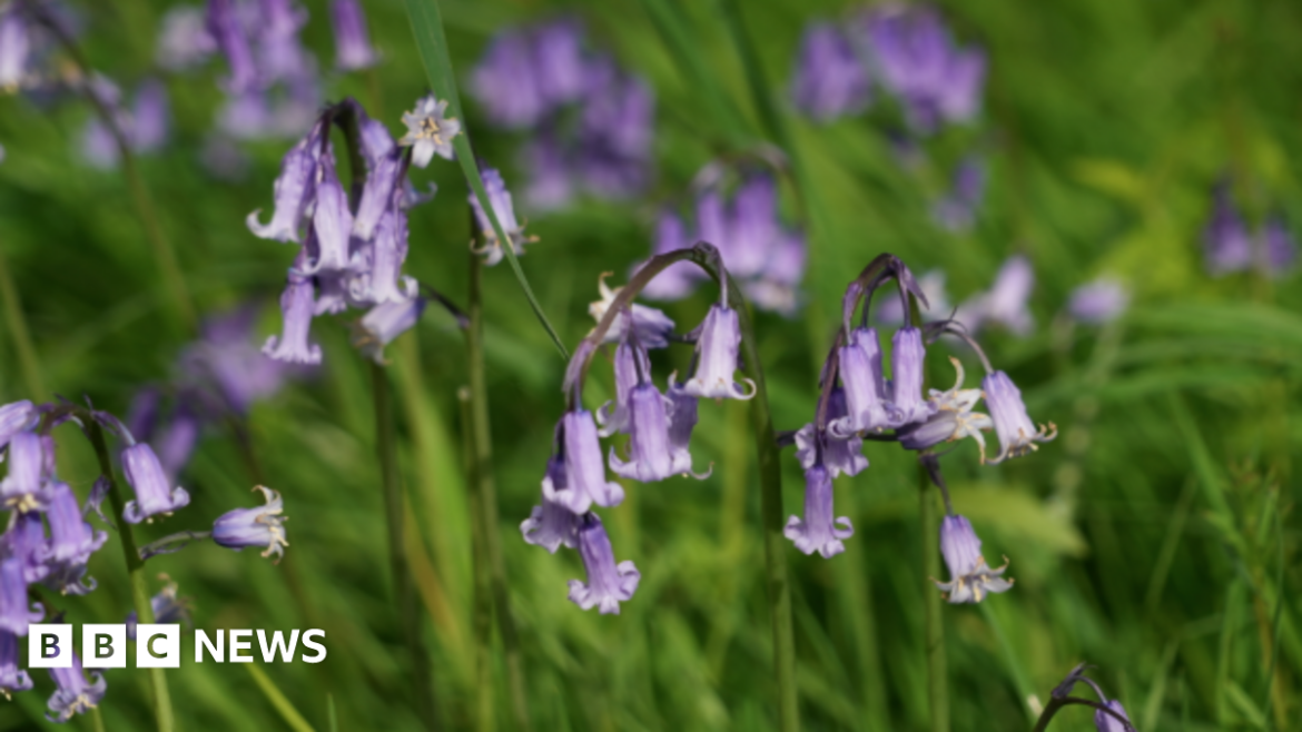 A close-up of bluebells, with the trumpet-shaped petals on display.